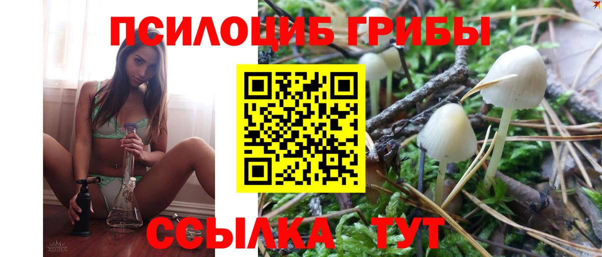 Галлюциногенные грибы Psilocybine cubensis Белгород